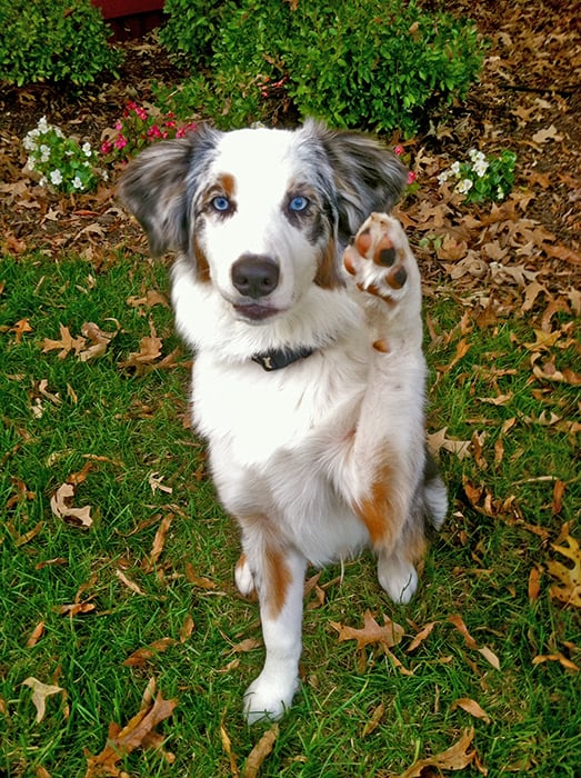 Bmore Dog Training Bmore Dog Training