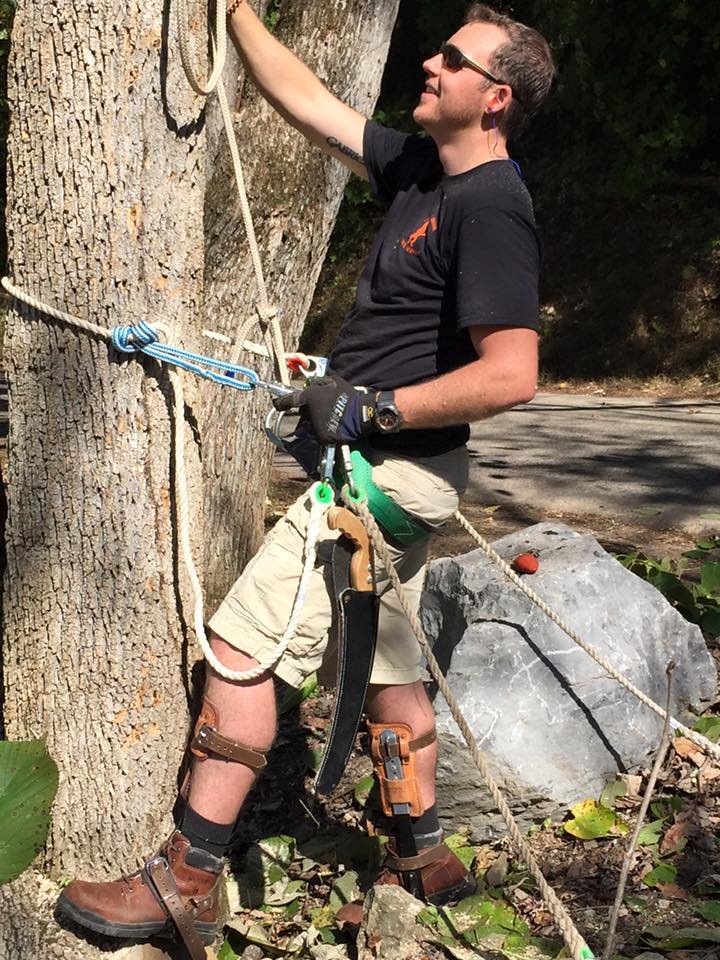 Crazy Irish Tree Service
