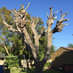 tree service los angeles hollywood photo of amazon tree service los angeles ca united states walnut tree 107 photos 20 reviews services tree service los angeles hollywood photo of amazon tree service los angeles ca united states walnut tree 107 photos 20 reviews services