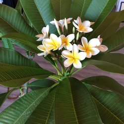 Island Plumeria 12 Photos Nurseries Gardening 9230 Vden Photo Of Island Plumeria Northridge Ca United States Matthew Helped Us Pick