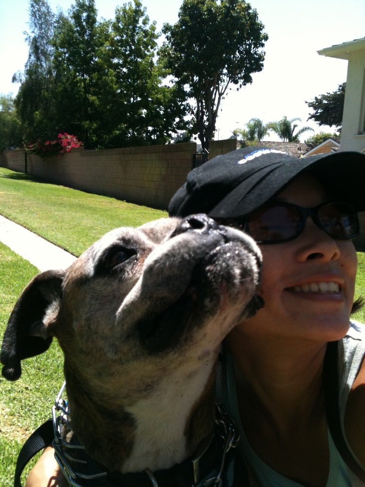 Volunteer Dog Walking San Francisco Volunteer Dog Walking San Francisco