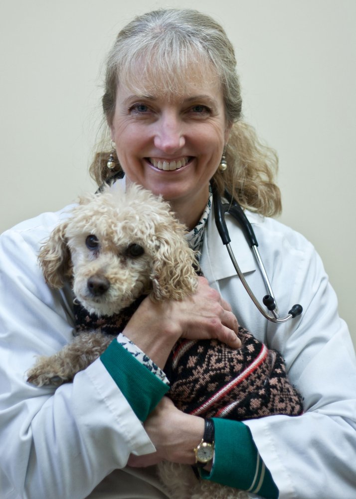 Manchester Veterinary Clinic 17 Photos Veterinarians 156 Spencer