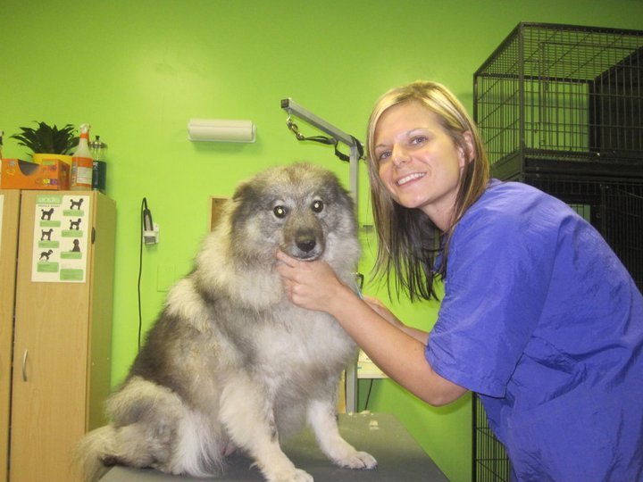 Institute Of Dog Grooming Rochester Ny Institute Of Dog Grooming Rochester Ny