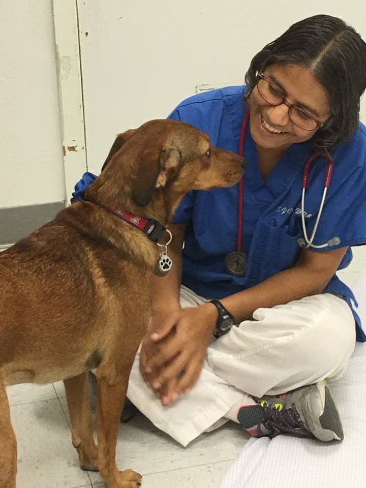 Benarda Veterinary Hospital 17 Reviews Veterinarians 2555 E