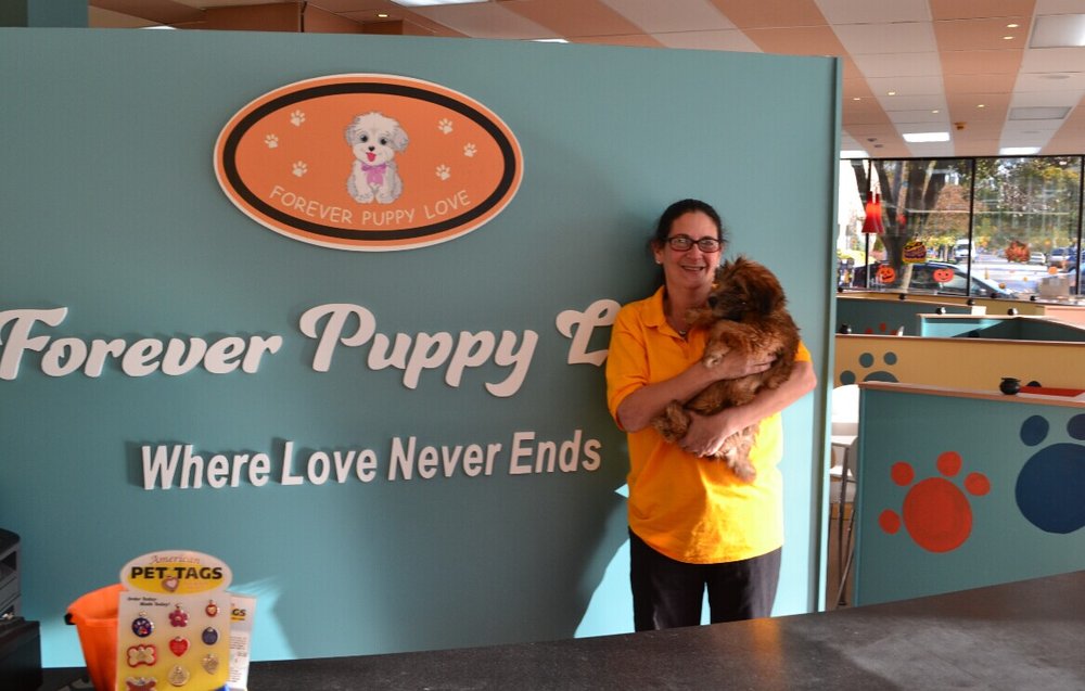 the forever puppy forever puppy closed 22 photos 12 reviews pet shops 500 jericho tpke the forever puppy forever puppy closed 22 photos 12 reviews pet shops 500 jericho tpke