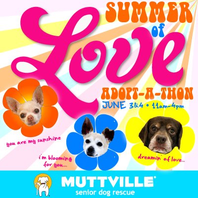 puppy adoption events near me summer of adopt a thon at muttville senior rescue san francisco events yelp puppy adoption events near me summer of adopt a thon at muttville senior rescue san francisco events yelp