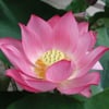 Pema F. Pema F.