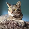 Creativecat W. Creativecat W.