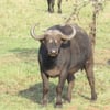Maialino
