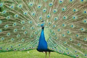 reviewer-profile-image