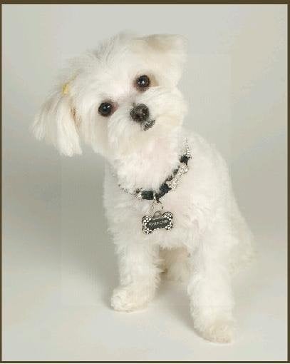 reviewer-profile-image